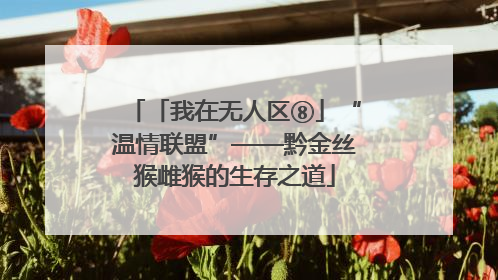 「我在无人区⑧」“温情联盟”——黔金丝猴雌猴的生存之道