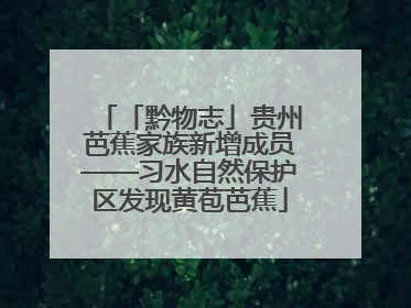 「黔物志」贵州芭蕉家族新增成员——习水自然保护区发现黄苞芭蕉