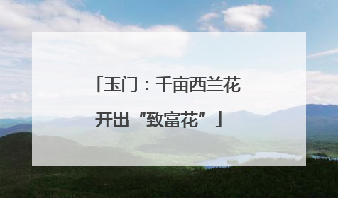 玉门：千亩西兰花开出“致富花”