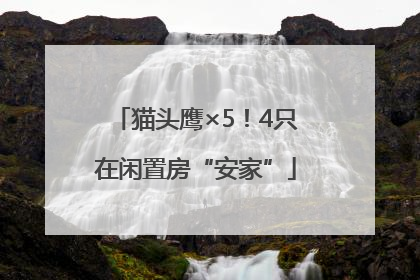 猫头鹰×5！4只在闲置房“安家”