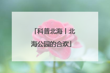 科普北海丨北海公园的合欢