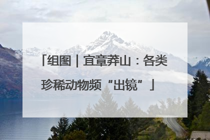 组图｜宜章莽山：各类珍稀动物频“出镜”
