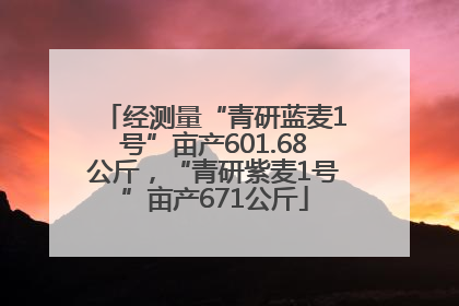 经测量“青研蓝麦1号”亩产601.68公斤，“青研紫麦1号”亩产671公斤