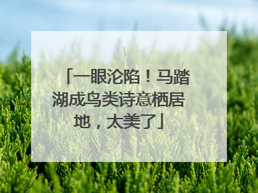 一眼沦陷！马踏湖成鸟类诗意栖居地，太美了