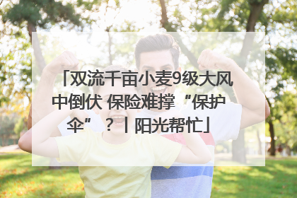 双流千亩小麦9级大风中倒伏 保险难撑“保护伞”？丨阳光帮忙