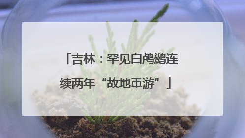 吉林：罕见白鸬鹚连续两年“故地重游”