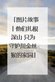 图片故事丨他们扎根深山 只为守护川金丝猴的家园