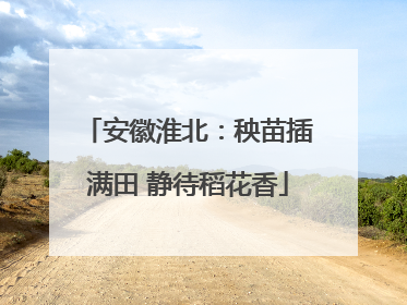 安徽淮北：秧苗插满田 静待稻花香
