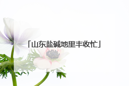 山东盐碱地里丰收忙