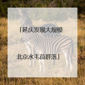 延庆发现大规模北京水毛茛群落