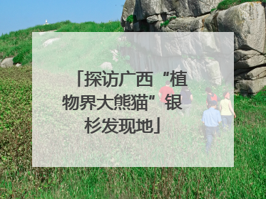 探访广西“植物界大熊猫”银杉发现地