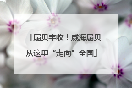 扇贝丰收！威海扇贝从这里“走向”全国