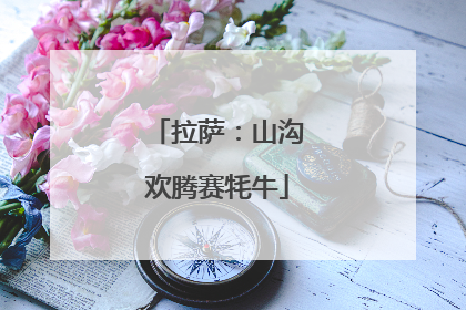 拉萨：山沟欢腾赛牦牛