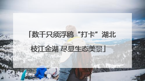 数千只须浮鸥“打卡”湖北枝江金湖 尽显生态美景
