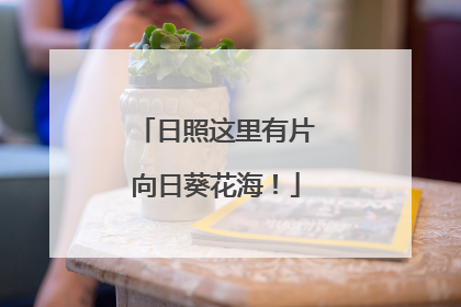 日照这里有片向日葵花海！