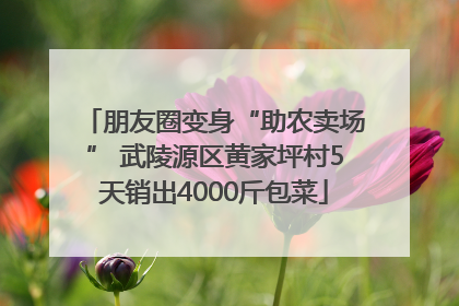 朋友圈变身“助农卖场” 武陵源区黄家坪村5天销出4000斤包菜
