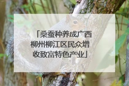 桑蚕种养成广西柳州柳江区民众增收致富特色产业