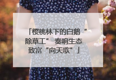 樱桃林下的白鹅“除草工” 奏响生态致富“向天歌”