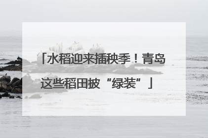 水稻迎来插秧季！青岛这些稻田披“绿装”