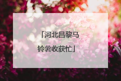 河北昌黎马铃薯收获忙