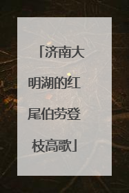 济南大明湖的红尾伯劳登枝高歌