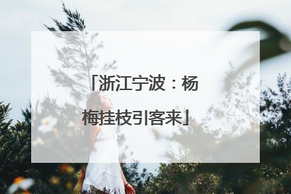 浙江宁波：杨梅挂枝引客来