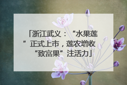 浙江武义：“水果莲”正式上市，莲农增收“致富果”注活力