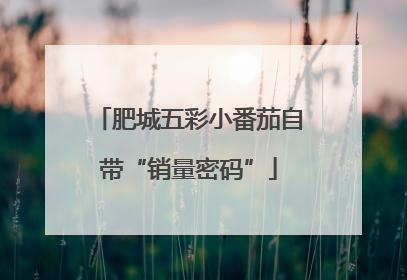 肥城五彩小番茄自带“销量密码”