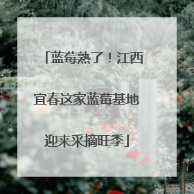 蓝莓熟了！江西宜春这家蓝莓基地迎来采摘旺季