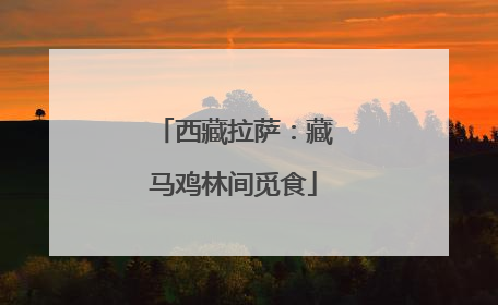 西藏拉萨：藏马鸡林间觅食