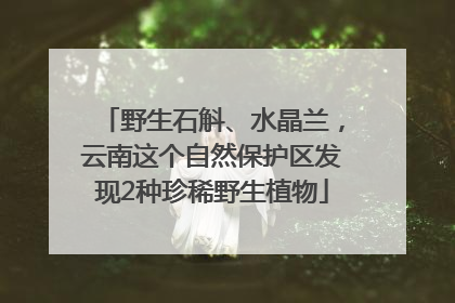 野生石斛、水晶兰，云南这个自然保护区发现2种珍稀野生植物