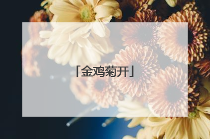 金鸡菊开