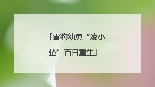 雪豹幼崽“凌小蛰”百日重生
