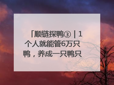 顺链探鸭③｜1个人就能管6万只鸭，养成一只鸭只需50多天