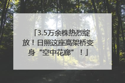 3.5万余株热烈绽放！日照这座高架桥变身“空中花廊”！
